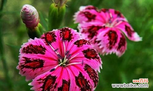 石竹花代表纯洁爱情的花语是什么？