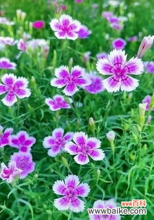 石竹花代表纯洁爱情的花语是什么？