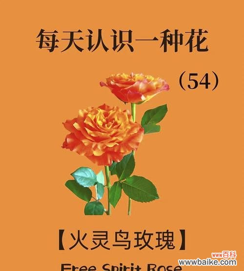 哪种花的花语表达了孤寂？它背后的故事是什么？