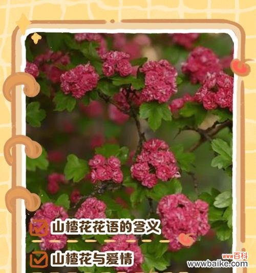 哪种花的花语表达了孤寂？它背后的故事是什么？