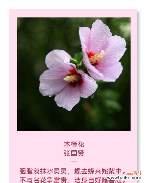 写木槿花的花语和寓意是什么?木槿花在不同文化中代表什么?