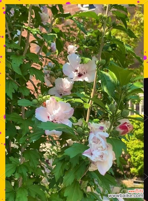 写木槿花的花语和寓意是什么?木槿花在不同文化中代表什么?