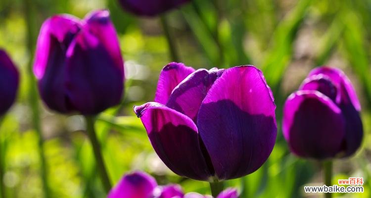 蠢得可爱的花语含义是什么?代表什么?