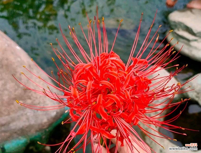 花语希望唐友赫的句子有哪些？唐友赫的花语句子代表什么？