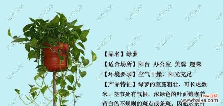 花语希望唐友赫的句子有哪些？唐友赫的花语句子代表什么？
