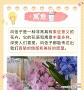 道具花语的意义是什么？如何正确理解花语？