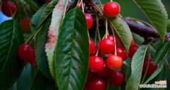 枸杞之花语，祝福与健康同行 枸杞花语的丰富内涵