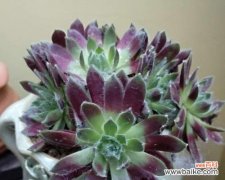 探寻观音莲的象征意义，了解花语传达的深层含义 观音莲的花语与寓意