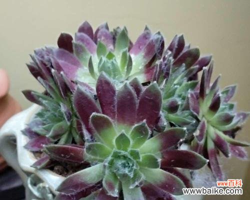 探寻观音莲的象征意义，了解花语传达的深层含义 观音莲的花语与寓意