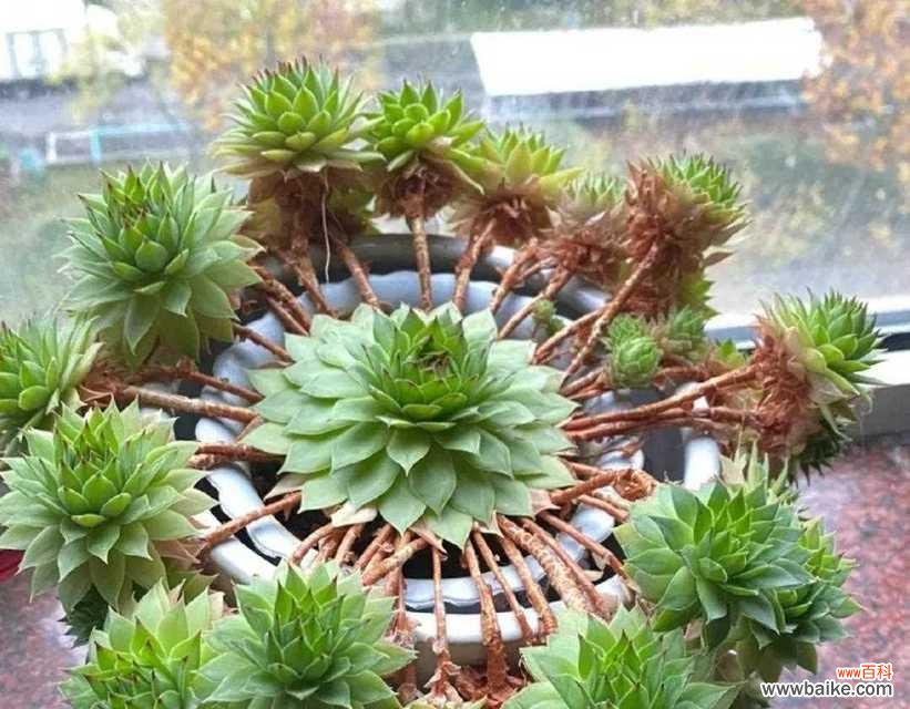 探寻观音莲的象征意义，了解花语传达的深层含义 观音莲的花语与寓意