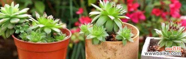 探寻观音莲的象征意义，了解花语传达的深层含义 观音莲的花语与寓意