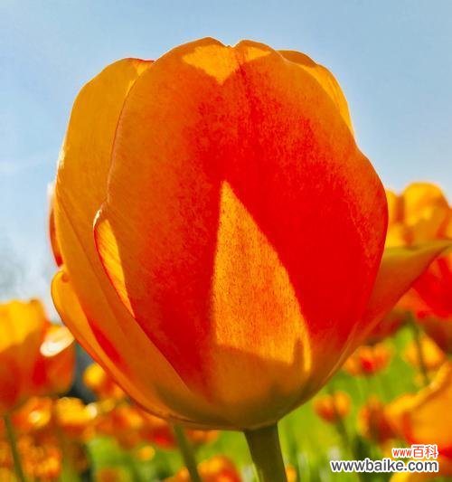 探寻郁金香花语的内涵及其表达方式 郁金香花语的奥秘