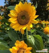 阳光花海中的向日葵，点亮心灵的希望 向日葵花语寓意