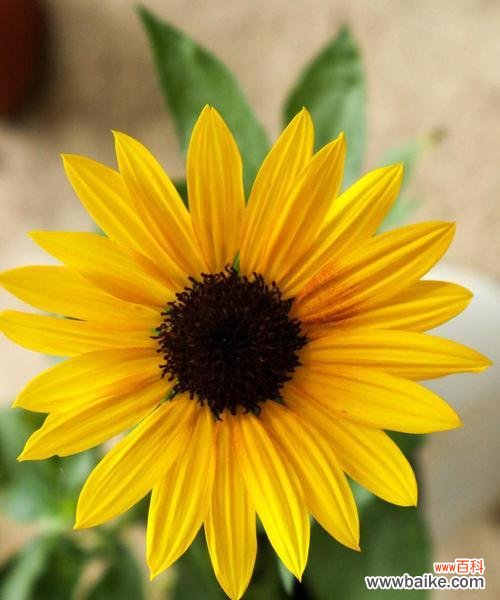 阳光花海中的向日葵,点亮心灵的希望 向日葵花语寓意