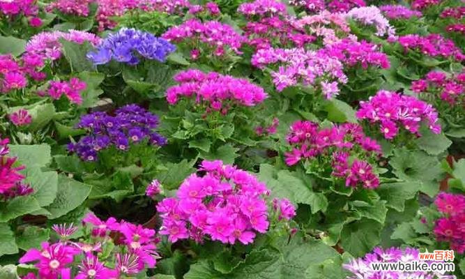 探究瓜叶菊花语的丰富内涵与传承价值 瓜叶菊花语