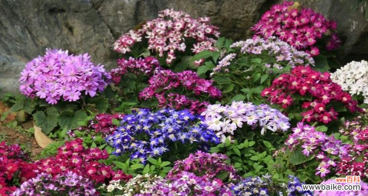 探究瓜叶菊花语的丰富内涵与传承价值 瓜叶菊花语