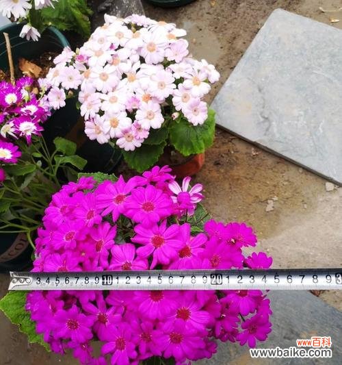 探究瓜叶菊花语的丰富内涵与传承价值 瓜叶菊花语