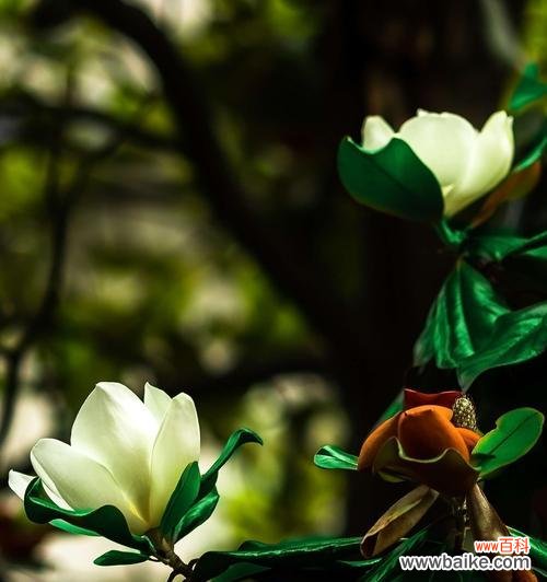 坚韧不拔的美丽之花 广玉兰花语