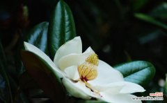 坚韧不拔的美丽之花 广玉兰花语