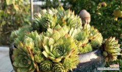 观音莲开花的象征与寓意 以观音莲开花的意义