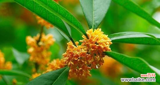 桂花的花语与象征意义，桂花的文化价值 桂花花语与寓意——香气扑鼻，情意绵绵