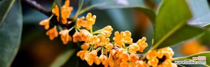 桂花的花语与象征意义，桂花的文化价值 桂花花语与寓意——香气扑鼻，情意绵绵