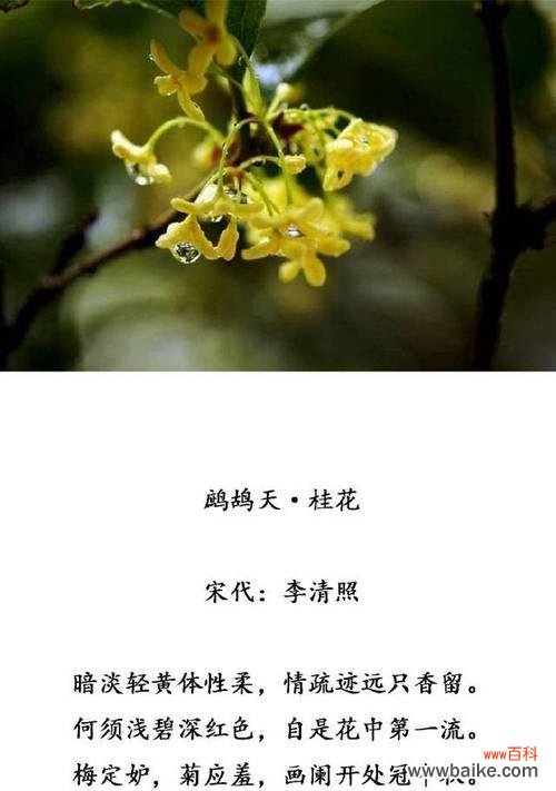 桂花花语的解读与传承 桂花