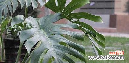 探索龟背竹的象征意义及生命哲学 以龟背竹的寓意