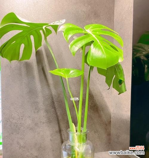 探索龟背竹的象征意义及生命哲学 以龟背竹的寓意