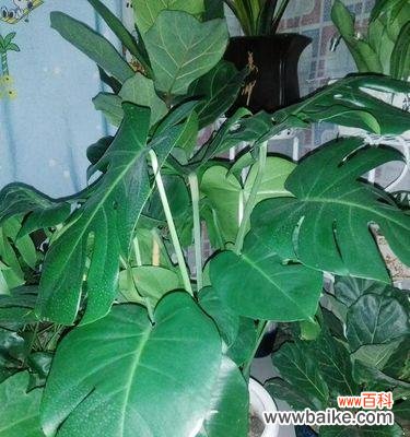 探寻龟背竹所代表的人生哲理与情感表达 龟背竹的花语意义与寓意