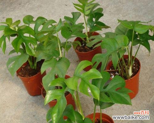 探寻龟背竹所代表的人生哲理与情感表达 龟背竹的花语意义与寓意