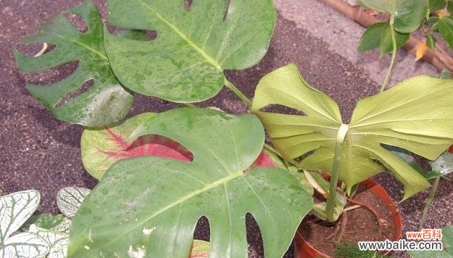 探寻龟背竹所代表的人生哲理与情感表达 龟背竹的花语意义与寓意