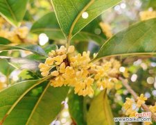 桂花的芬芳飘逸，昭示着四季轮回的美好 四季桂花的寓意与象征意义