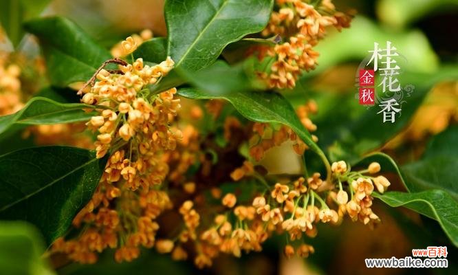 桂花的芬芳飘逸，昭示着四季轮回的美好 四季桂花的寓意与象征意义