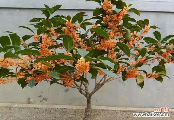 桂花的芬芳飘逸，昭示着四季轮回的美好 四季桂花的寓意与象征意义