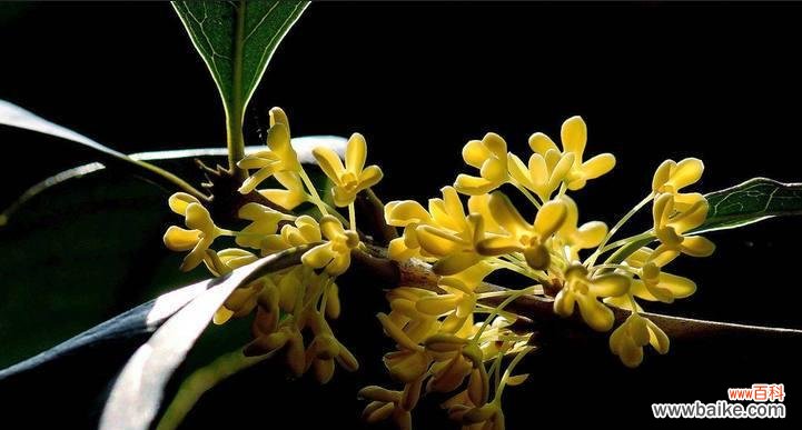 美丽绽放，芬芳四溢 丹桂花语——寓意吉祥如意的花朵