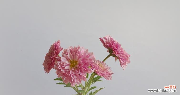 黄色菊花的意义和象征 黄色菊花花语大揭秘