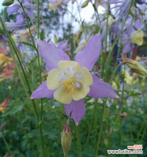 探寻耧斗菜的花语 耧斗菜