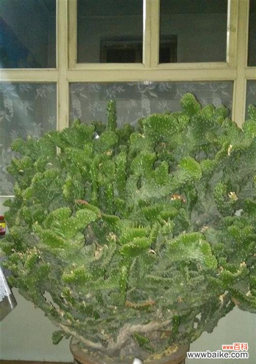 掌中麒麟与和谐 花开掌中麒麟花语与寓意