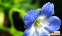 解读粉蝶花的意义与象征，探索其在人们生活中的角色 粉蝶花的文化背景与花语之谜