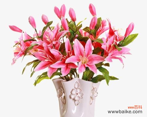 解读粉百合花的纯洁与美丽 粉百合花的寓意与象征