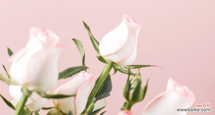 传递真挚情感的粉红玫瑰,花语之美尽在其中 粉红玫瑰的花语