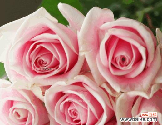 探寻粉红玫瑰的象征意义与美丽之源 粉红玫瑰