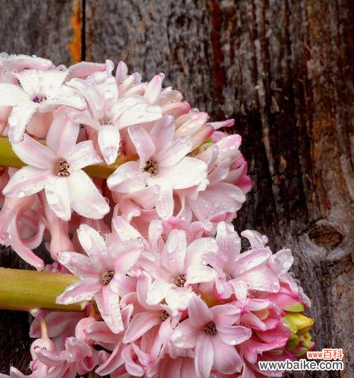 揭秘粉色风信子花语的含义和象征 粉色风信子花语的奥秘