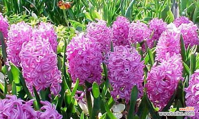 揭秘粉色风信子花语的含义和象征 粉色风信子花语的奥秘