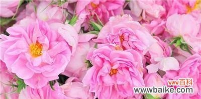 了解蔷薇花的神秘语言,赋予生活美好期待 蔷薇花花语