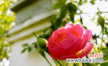 了解蔷薇花的神秘语言,赋予生活美好期待 蔷薇花花语