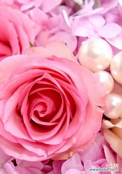 探索粉红色玫瑰所传递的情感和意义 粉红色玫瑰花语