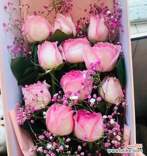 探索粉红色玫瑰所传递的情感和意义 粉红色玫瑰花语