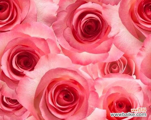 探索粉色玫瑰花背后的浪漫与温柔 粉色玫瑰花的花语与寓意